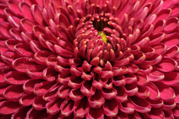 Garden varietal decorative chrysanthemum
