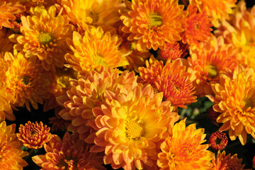 Garden varietal decorative chrysanthemum