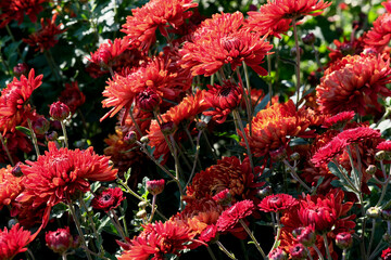 Garden varietal decorative chrysanthemum