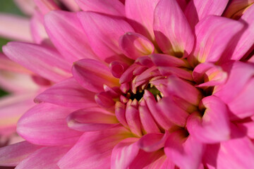 Garden dahlia flower blooms