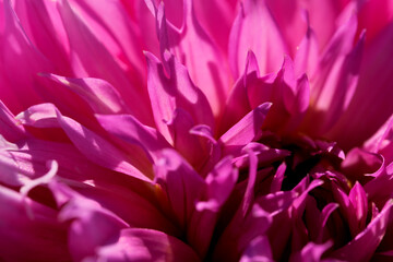 Garden dahlia flower blooms