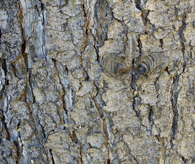 Texture of tree bark