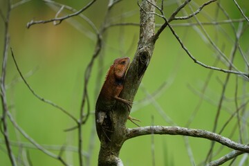 シンガポールの生き物　木登りトカゲ