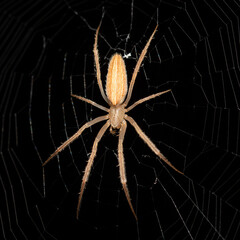 Grass Orb-web Spider (Genus larinia)