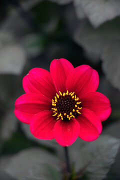 Closeup of flower of Dahlia 'Roxy' in a garden