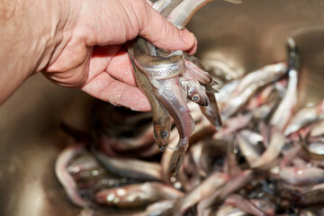 Hand sorts the catch of fresh raw smelt fish caught in the sea