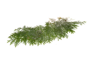 bush branch isolated on white background