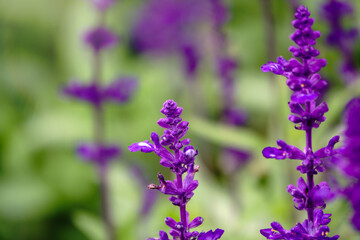 Obraz premium Blue Salvia farinacea flowers, or Mealy Cup Sage on green background, close-up.