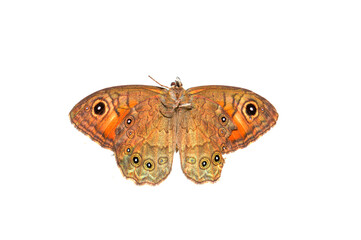 butterfly isolated on white background