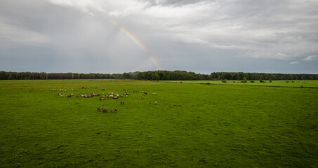 Various brown white mustangs and cows running on meadow and graze grass under rainbow on the...