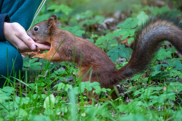 The boy feeds a squirrel with nuts from a hand in the wood
