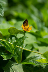 Papillon noir aux couleurs jaunes et belles fleurs naturelles sur la rive du fleuve en Amérique latine Mexique