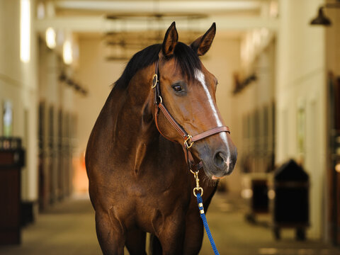 Warmblood dark ba horses standing in barn aisle with halter and lead rope. 