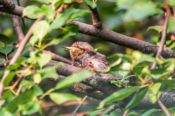 Eurasian wryneck or northern wryneck, Jynx torquilla, sitting on a tree