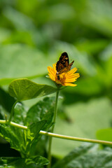 Papillon noir aux couleurs jaunes et belles fleurs naturelles sur la rive du fleuve en Amérique...