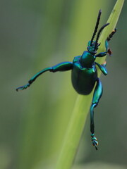 Green insect on wild plant. It gone in sunset time.