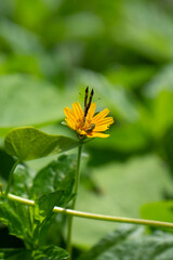 Papillon noir aux couleurs jaunes et belles fleurs naturelles sur la rive du fleuve en Amérique latine Mexique
