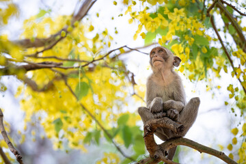 A baby monkey sits on a Ratchaphruek tree in a tropical forest.