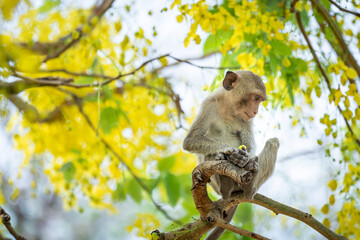 A baby monkey sits on a Ratchaphruek tree in a tropical forest.