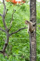 Baby monkey climbing a tree in the forest.