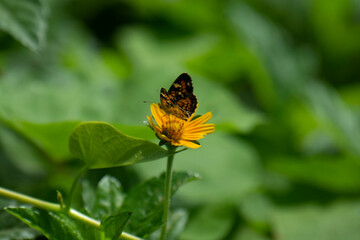 Papillon noir aux couleurs jaunes et belles fleurs naturelles sur la rive du fleuve en Amérique latine Mexique