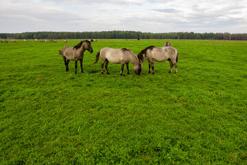 Obraz premium Drone flying around various brown, white mustangs and cows running on meadow and graze grass on farmland. Aerial view. Group of animals on pasture. Rural scene. Endangered free families of wild horse