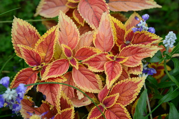 華やかな葉色の美しさを楽しむコリウス