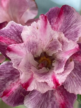 Adenium obesum, Sabi star, kudu, mock azalea, Impala lily, Desert rose. Beautiful terry colorful flower. White pink purple colors. Close-up, macro. Beautiful petals. Floral illustration. Botanical pic