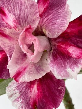 Adenium obesum, Sabi star, kudu, mock azalea, Impala lily, Desert rose. Beautiful terry colorful flower. White pink purple colors. Close-up, macro. Beautiful petals. Floral illustration. Botanical pic