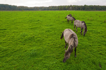 Drone flying over various brown white mustangs and cows running on meadow and graze grass on the...