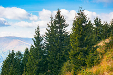 carpathian forested mountains in autumn. beautiful nature landscape on a cloudy day