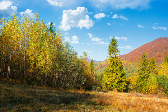 autumnal nature scenery in mountains. birch trees in colorful foliage on the meadow. primeval beech forest in fall foliage on the hill. warm sunny day with fluffy clouds on the sky
