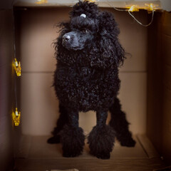 dog poodle breed in a box, collage, new year and christmas