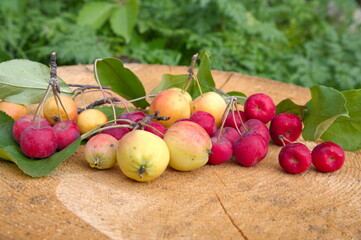 Ripe apples ranet on a stump close-up