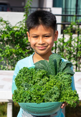 Asian boy holding a basket of vegetables with Curl leaf kale and Dinosaur kale or Brassica oleracea grown Background blurry tree in farm