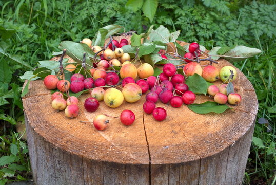 Ripe apples ranet of different varieties on a stump in the garden