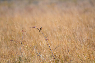 Stonechat, male with winter plumage, in the autumnal field