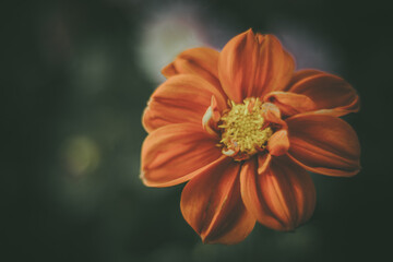 Still life flowers- background art