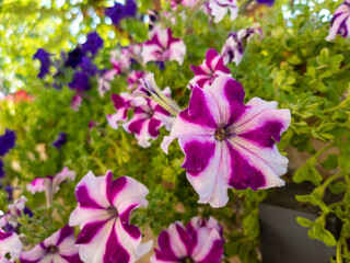 Flowerbed with colourful petunia  flowers, close up