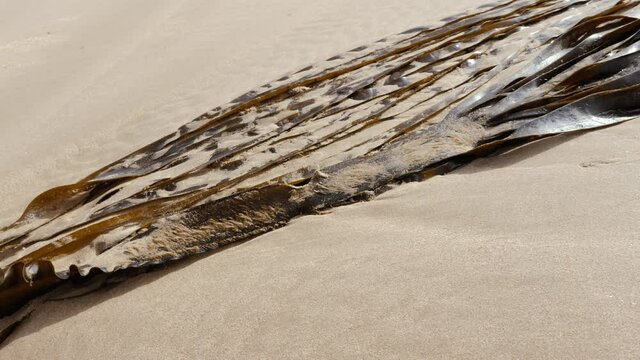 Seaweed, algae, sea vegetables, laying in sand on the beach in Essaouira, Morocco. Abstract nature background.