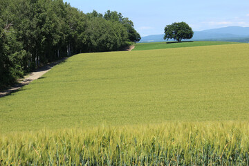 緑の麦畑
