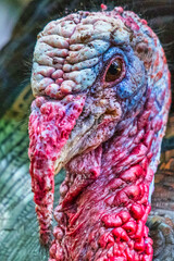 Close portrait of the colorful head of a male wild turkey