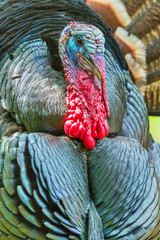 Close portrait of the colorful head of a male wild turkey