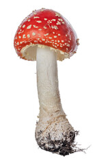 small highly poisonous red isolated fly agaric mushroom