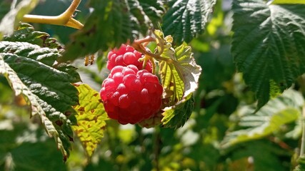 Organic raspberries on bush, copy space. Cultivation, food. Raspberry plantation. Growing berries...
