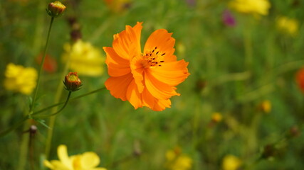 キバナコスモス