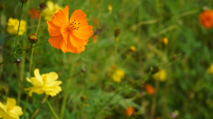 キバナコスモス