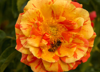Large  orange, yellow singular rose bloom  with bee