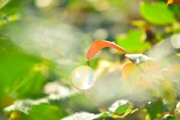 朝日を浴びたバラの葉と光の玉のコラボ