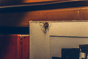 Little spider in house